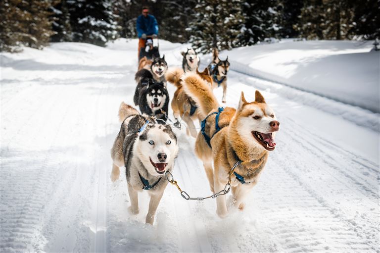 Winterlich aktiv in Schwedisch Lappland ©goodmanphoto/adobestock